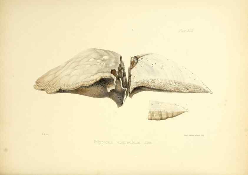 Reproducción/Reproduction 8619420234: Illustrations of British mycology,. London,Reeve, Benham and Reeve,1847-55.