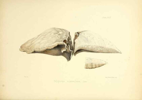 Reproducción/Reproduction 8619420234: Illustrations of British mycology,. London,Reeve, Benham and Reeve,1847-55.