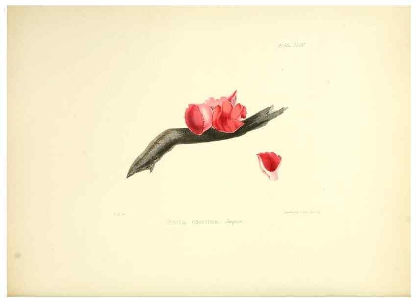 Reproducción/Reproduction 8618313957: Illustrations of British mycology,. London,Reeve, Benham and Reeve,1847-55.