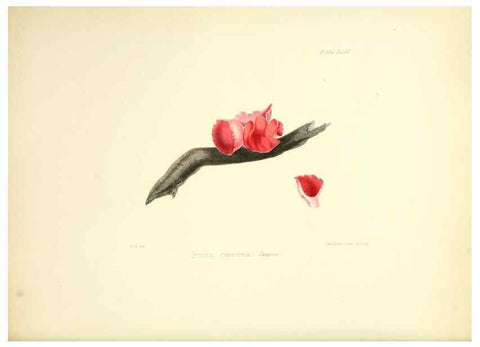 Reproducción/Reproduction 8618313957: Illustrations of British mycology,. London,Reeve, Benham and Reeve,1847-55.