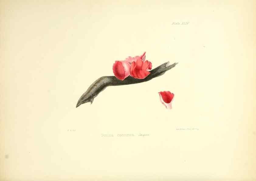 Reproducción/Reproduction 8618313957: Illustrations of British mycology,. London,Reeve, Benham and Reeve,1847-55.