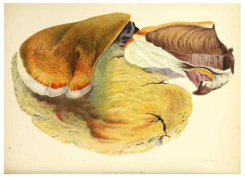 Reproducción/Reproduction 8618309099: Illustrations of British mycology,. London,Reeve, Benham and Reeve,1847-55.
