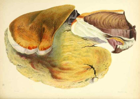 Reproducción/Reproduction 8618309099: Illustrations of British mycology,. London,Reeve, Benham and Reeve,1847-55.