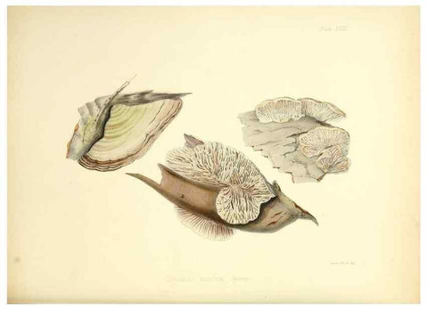 Reproducción/Reproduction 8618308725: Illustrations of British mycology,. London,Reeve, Benham and Reeve,1847-55.