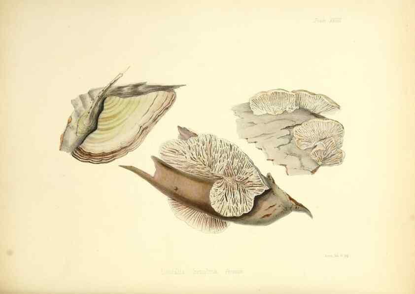 Reproducción/Reproduction 8618308725: Illustrations of British mycology,. London,Reeve, Benham and Reeve,1847-55.