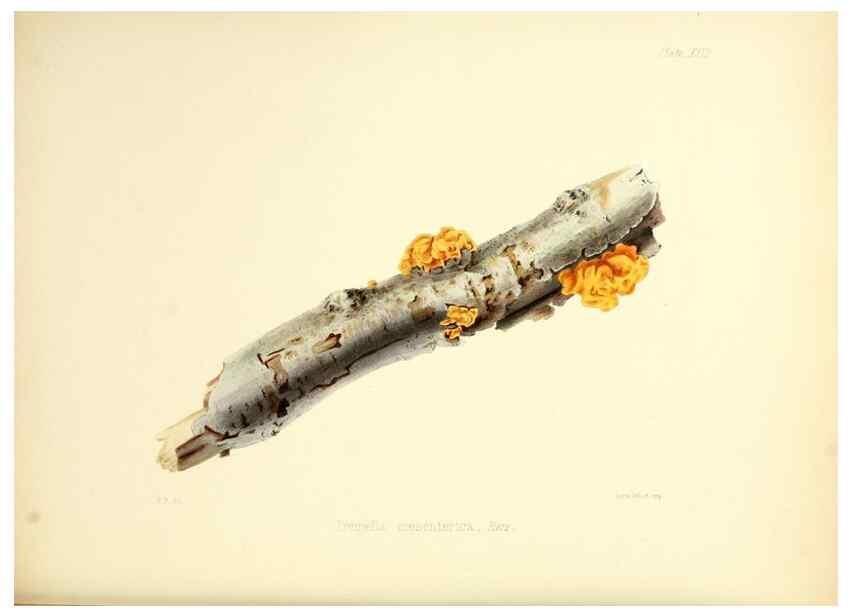 Reproducción/Reproduction 8618308425: Illustrations of British mycology,. London,Reeve, Benham and Reeve,1847-55.