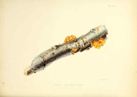 Reproducción/Reproduction 8618308425: Illustrations of British mycology,. London,Reeve, Benham and Reeve,1847-55.