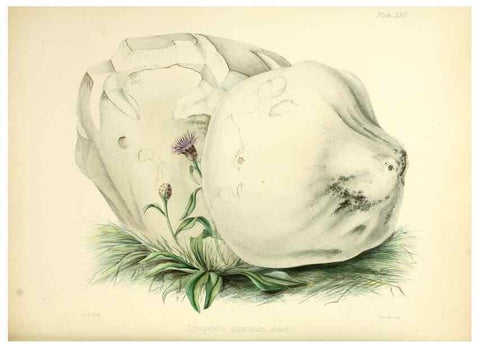 Reproducción/Reproduction 8619414838: Illustrations of British mycology,. London,Reeve, Benham and Reeve,1847-55.