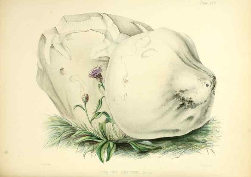 Reproducción/Reproduction 8619414838: Illustrations of British mycology,. London,Reeve, Benham and Reeve,1847-55.