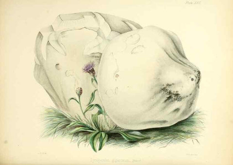 Reproducción/Reproduction 8619414838: Illustrations of British mycology,. London,Reeve, Benham and Reeve,1847-55.