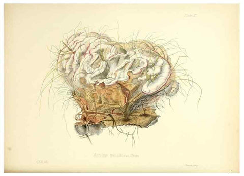Reproducción/Reproduction 8618302355: Illustrations of British mycology,. London,Reeve, Benham and Reeve,1847-55.