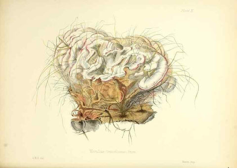 Reproducción/Reproduction 8618302355: Illustrations of British mycology,. London,Reeve, Benham and Reeve,1847-55.