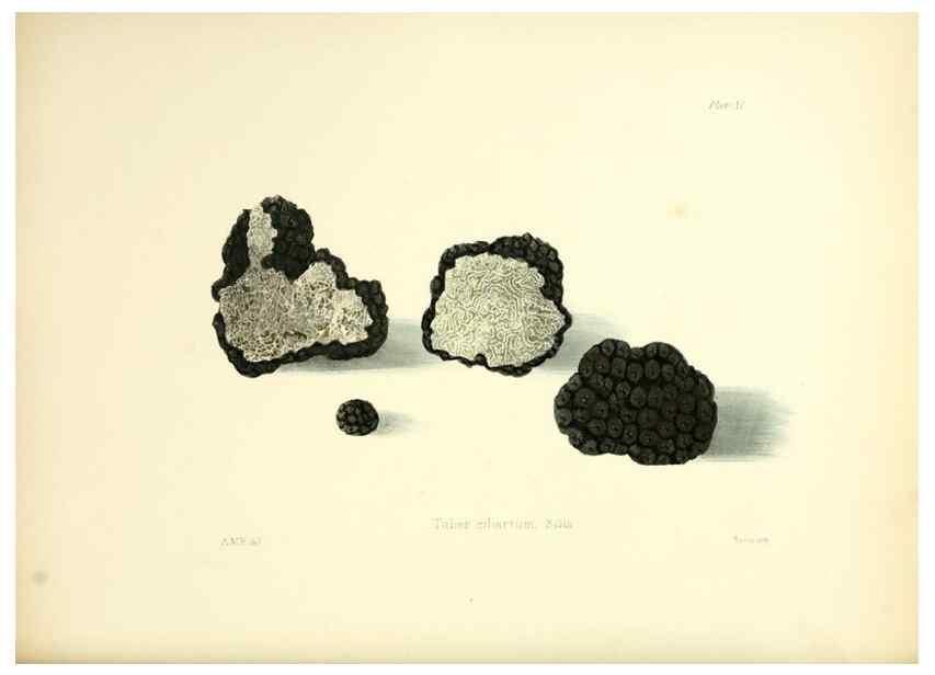 Reproducción/Reproduction 8619409512: Illustrations of British mycology,. London,Reeve, Benham and Reeve,1847-55.
