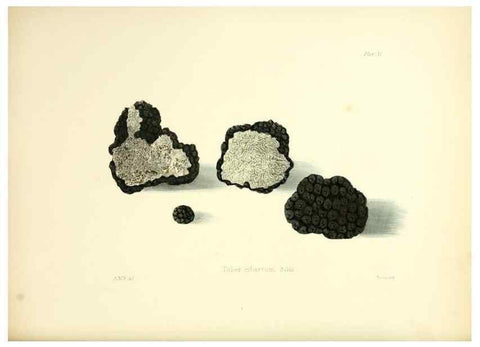 Reproducción/Reproduction 8619409512: Illustrations of British mycology,. London,Reeve, Benham and Reeve,1847-55.