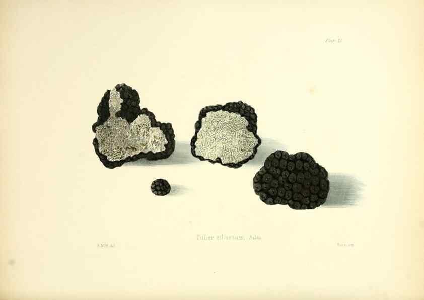 Reproducción/Reproduction 8619409512: Illustrations of British mycology,. London,Reeve, Benham and Reeve,1847-55.