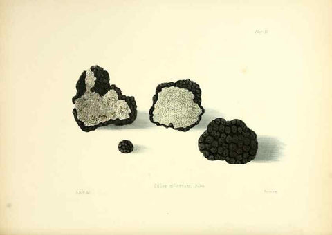 Reproducción/Reproduction 8619409512: Illustrations of British mycology,. London,Reeve, Benham and Reeve,1847-55.