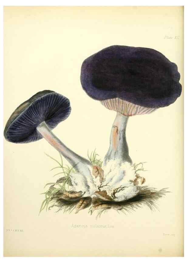 Reproducción/Reproduction 8619409866: Illustrations of British mycology,. London,Reeve, Benham and Reeve,1847-55.