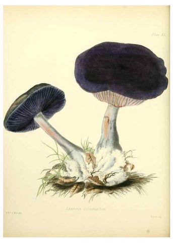 Reproducción/Reproduction 8619409866: Illustrations of British mycology,. London,Reeve, Benham and Reeve,1847-55.