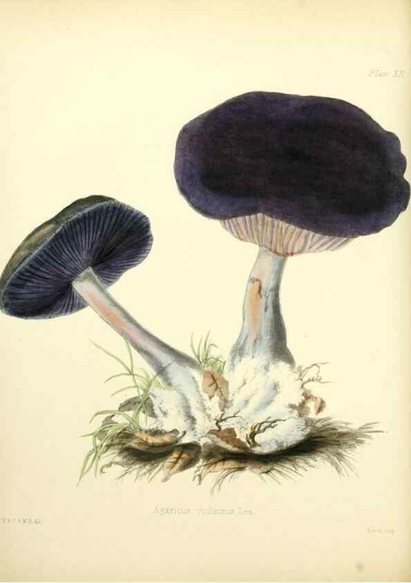 Reproducción/Reproduction 8619409866: Illustrations of British mycology,. London,Reeve, Benham and Reeve,1847-55.