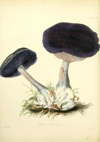 Reproducción/Reproduction 8619409866: Illustrations of British mycology,. London,Reeve, Benham and Reeve,1847-55.