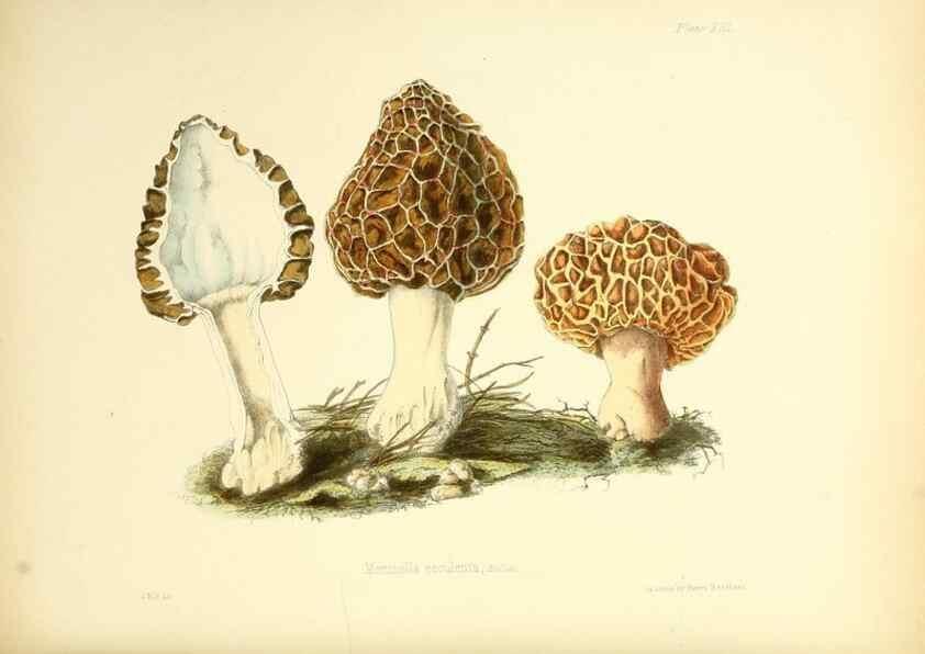 Reproducción/Reproduction 8618303389: Illustrations of British mycology,. London,Reeve, Benham and Reeve,1847-55.