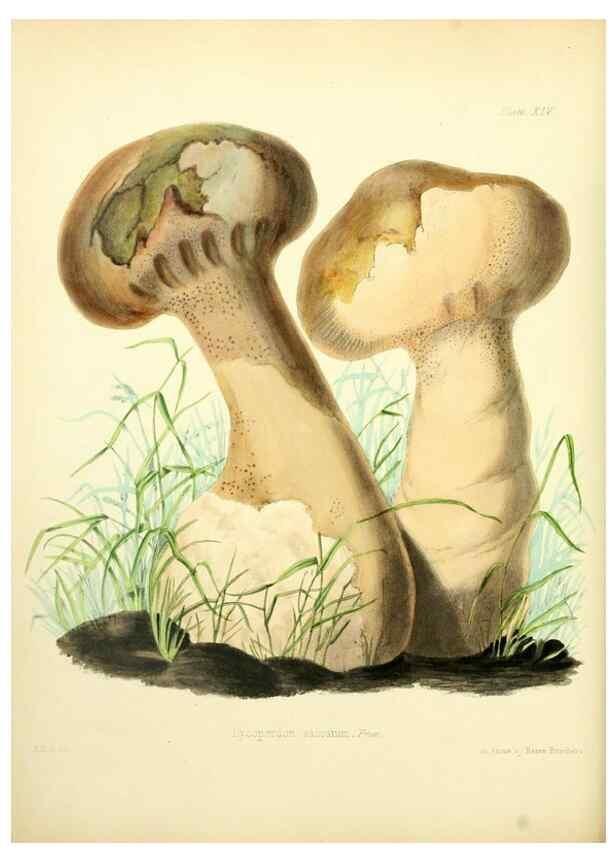 Reproducción/Reproduction 8618303647: Illustrations of British mycology,. London,Reeve, Benham and Reeve,1847-55.