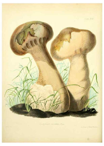 Reproducción/Reproduction 8618303647: Illustrations of British mycology,. London,Reeve, Benham and Reeve,1847-55.