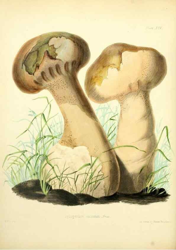 Reproducción/Reproduction 8618303647: Illustrations of British mycology,. London,Reeve, Benham and Reeve,1847-55.