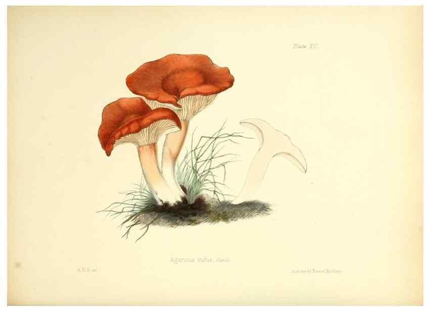 Reproducción/Reproduction 8619410644: Illustrations of British mycology,. London,Reeve, Benham and Reeve,1847-55.