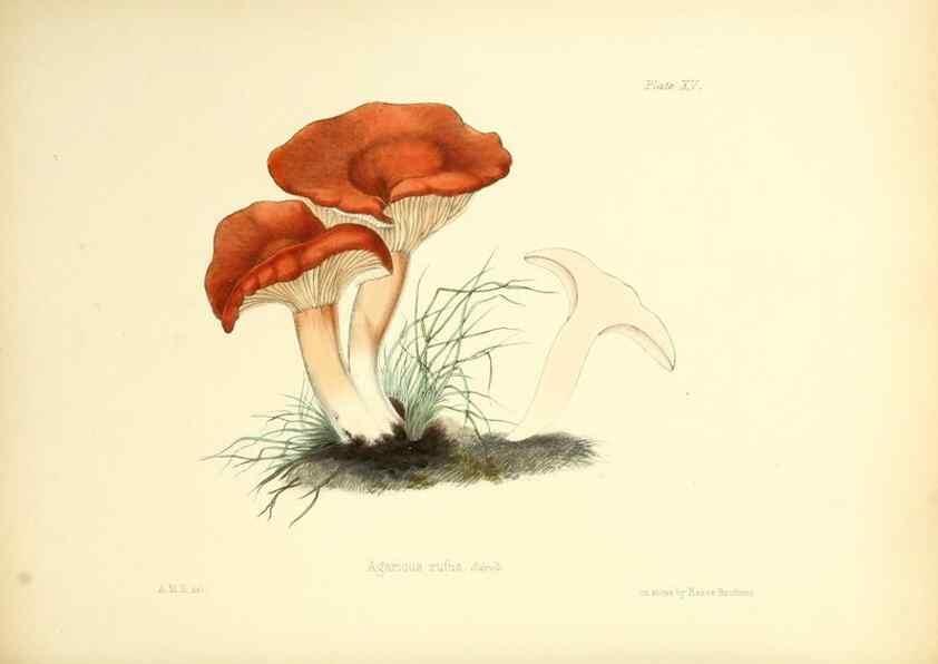 Reproducción/Reproduction 8619410644: Illustrations of British mycology,. London,Reeve, Benham and Reeve,1847-55.