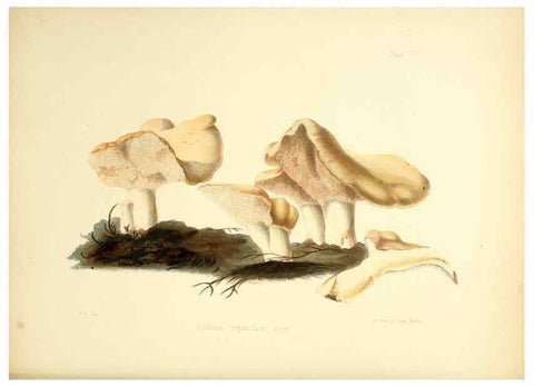 Reproducción/Reproduction 8619410888: Illustrations of British mycology,. London,Reeve, Benham and Reeve,1847-55.