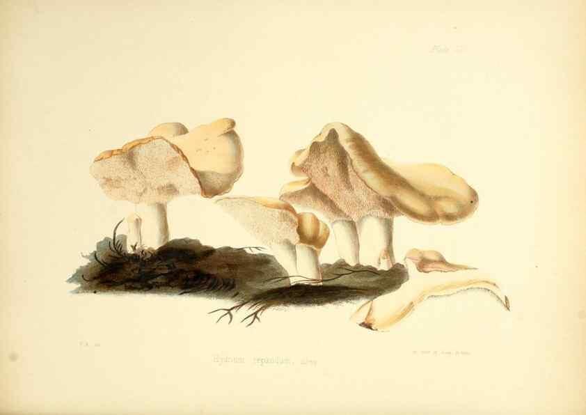 Reproducción/Reproduction 8619410888: Illustrations of British mycology,. London,Reeve, Benham and Reeve,1847-55.
