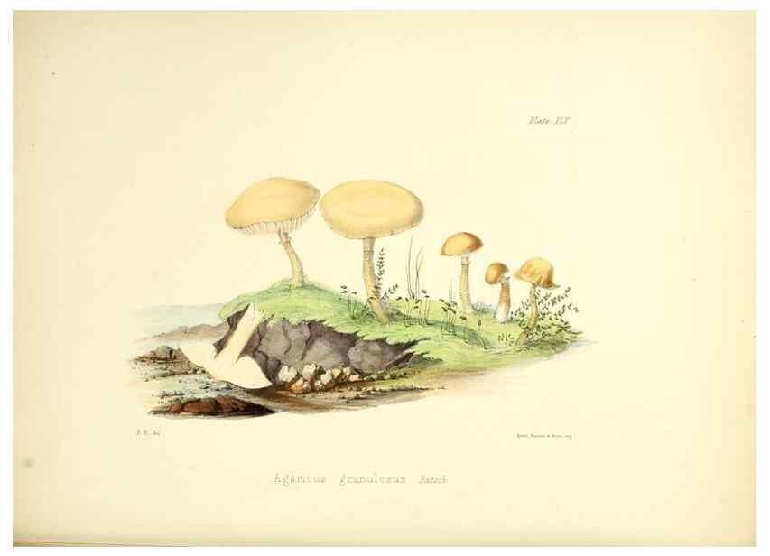Reproducción/Reproduction 8619420722: Illustrations of British mycology,. London,Reeve, Benham and Reeve,1847-55.
