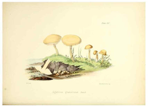 Reproducción/Reproduction 8619420722: Illustrations of British mycology,. London,Reeve, Benham and Reeve,1847-55.