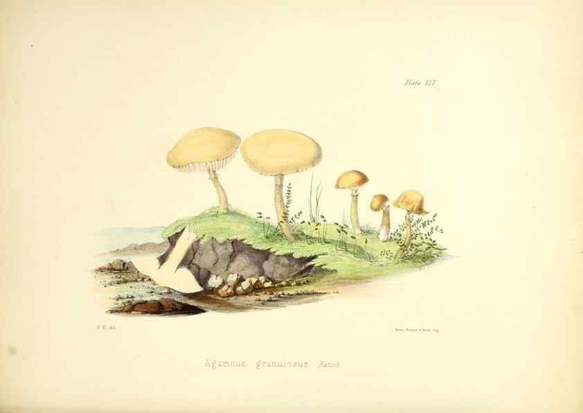 Reproducción/Reproduction 8619420722: Illustrations of British mycology,. London,Reeve, Benham and Reeve,1847-55.