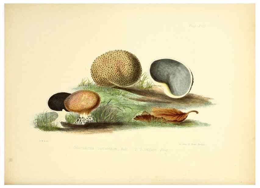 Reproducción/Reproduction 8618304489: Illustrations of British mycology,. London,Reeve, Benham and Reeve,1847-55.