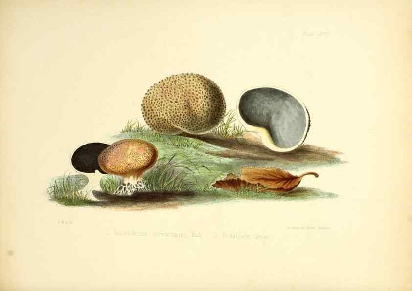 Reproducción/Reproduction 8618304489: Illustrations of British mycology,. London,Reeve, Benham and Reeve,1847-55.