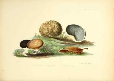 Reproducción/Reproduction 8618304489: Illustrations of British mycology,. London,Reeve, Benham and Reeve,1847-55.