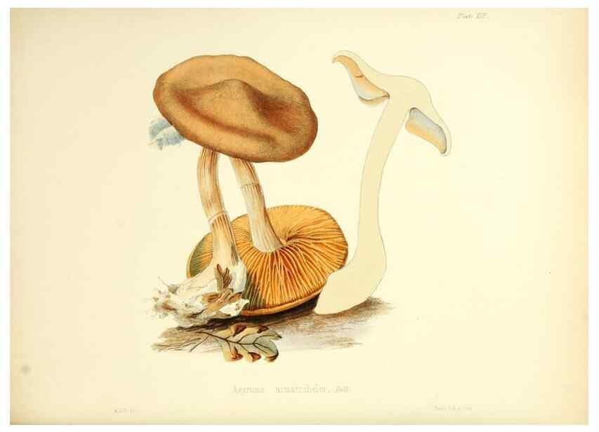 Reproducción/Reproduction 8619412148: Illustrations of British mycology,. London,Reeve, Benham and Reeve,1847-55.