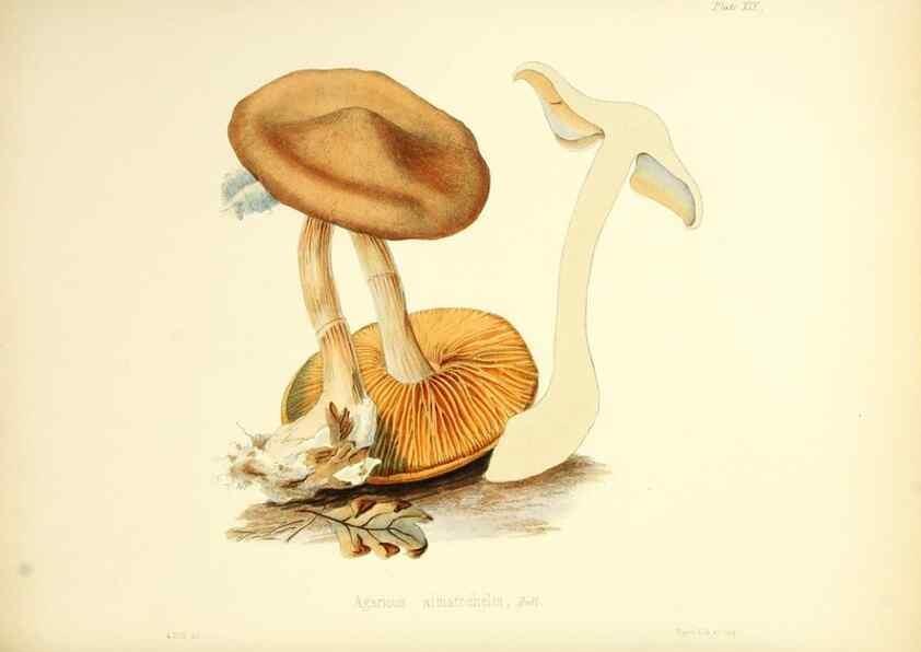 Reproducción/Reproduction 8619412148: Illustrations of British mycology,. London,Reeve, Benham and Reeve,1847-55.