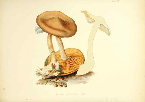 Reproducción/Reproduction 8619412148: Illustrations of British mycology,. London,Reeve, Benham and Reeve,1847-55.