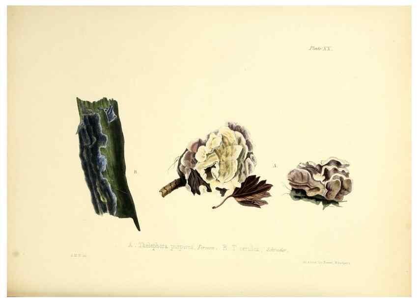 Reproducción/Reproduction 8619412520: Illustrations of British mycology,. London,Reeve, Benham and Reeve,1847-55.
