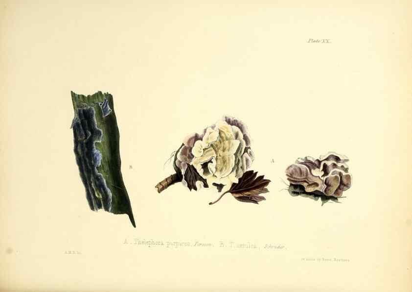 Reproducción/Reproduction 8619412520: Illustrations of British mycology,. London,Reeve, Benham and Reeve,1847-55.