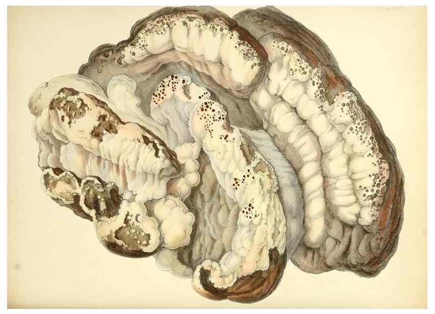 Reproducción/Reproduction 8619412864: Illustrations of British mycology,. London,Reeve, Benham and Reeve,1847-55.