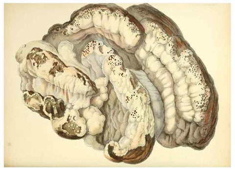 Reproducción/Reproduction 8619412864: Illustrations of British mycology,. London,Reeve, Benham and Reeve,1847-55.