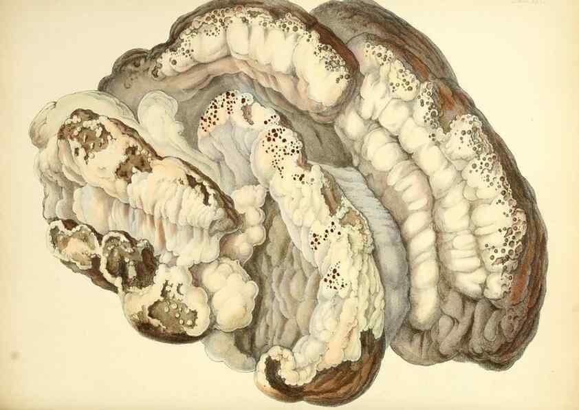 Reproducción/Reproduction 8619412864: Illustrations of British mycology,. London,Reeve, Benham and Reeve,1847-55.