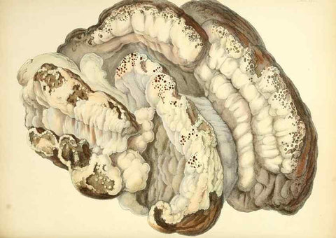 Reproducción/Reproduction 8619412864: Illustrations of British mycology,. London,Reeve, Benham and Reeve,1847-55.