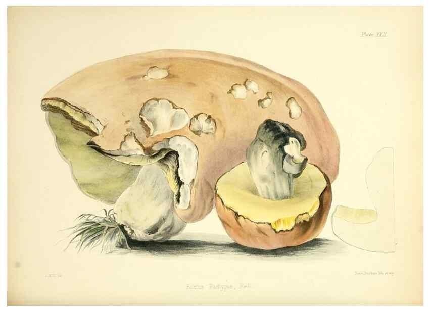 Reproducción/Reproduction 8619413684: Illustrations of British mycology,. London,Reeve, Benham and Reeve,1847-55.