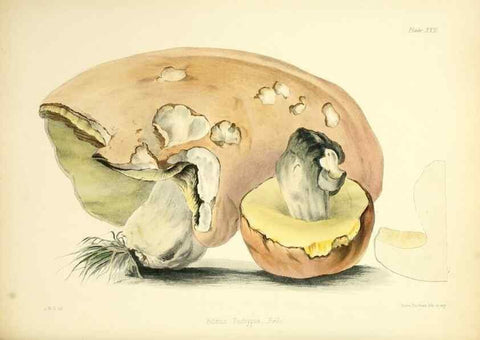 Reproducción/Reproduction 8619413684: Illustrations of British mycology,. London,Reeve, Benham and Reeve,1847-55.