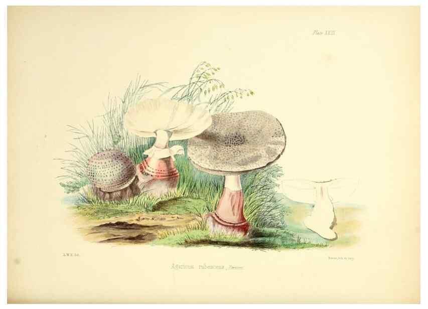 Reproducción/Reproduction 8618307259: Illustrations of British mycology,. London,Reeve, Benham and Reeve,1847-55.